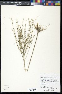 Linum medium var. texanum image