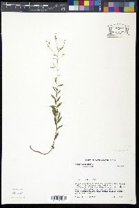 Linum virginianum var. virginianum image