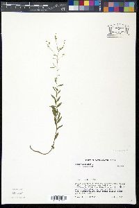 Linum virginianum image