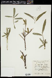 Salix irrorata image