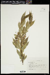 Salix lucida image