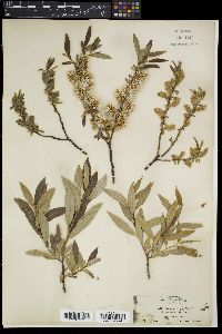 Salix geyeriana image