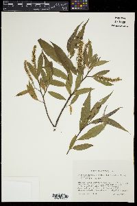 Salix petiolaris image