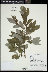 Salix petiolaris image