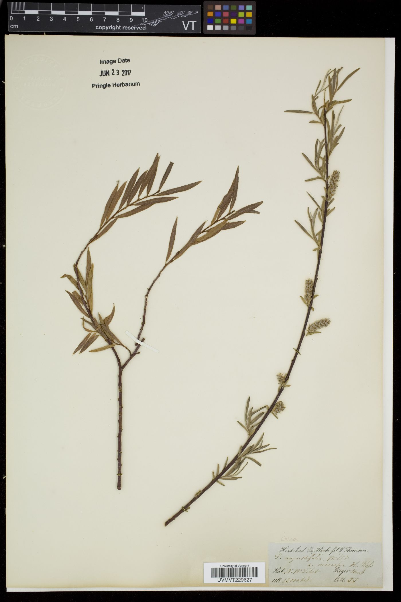 Salix angustifolia image