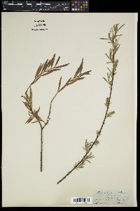 Salix angustifolia image