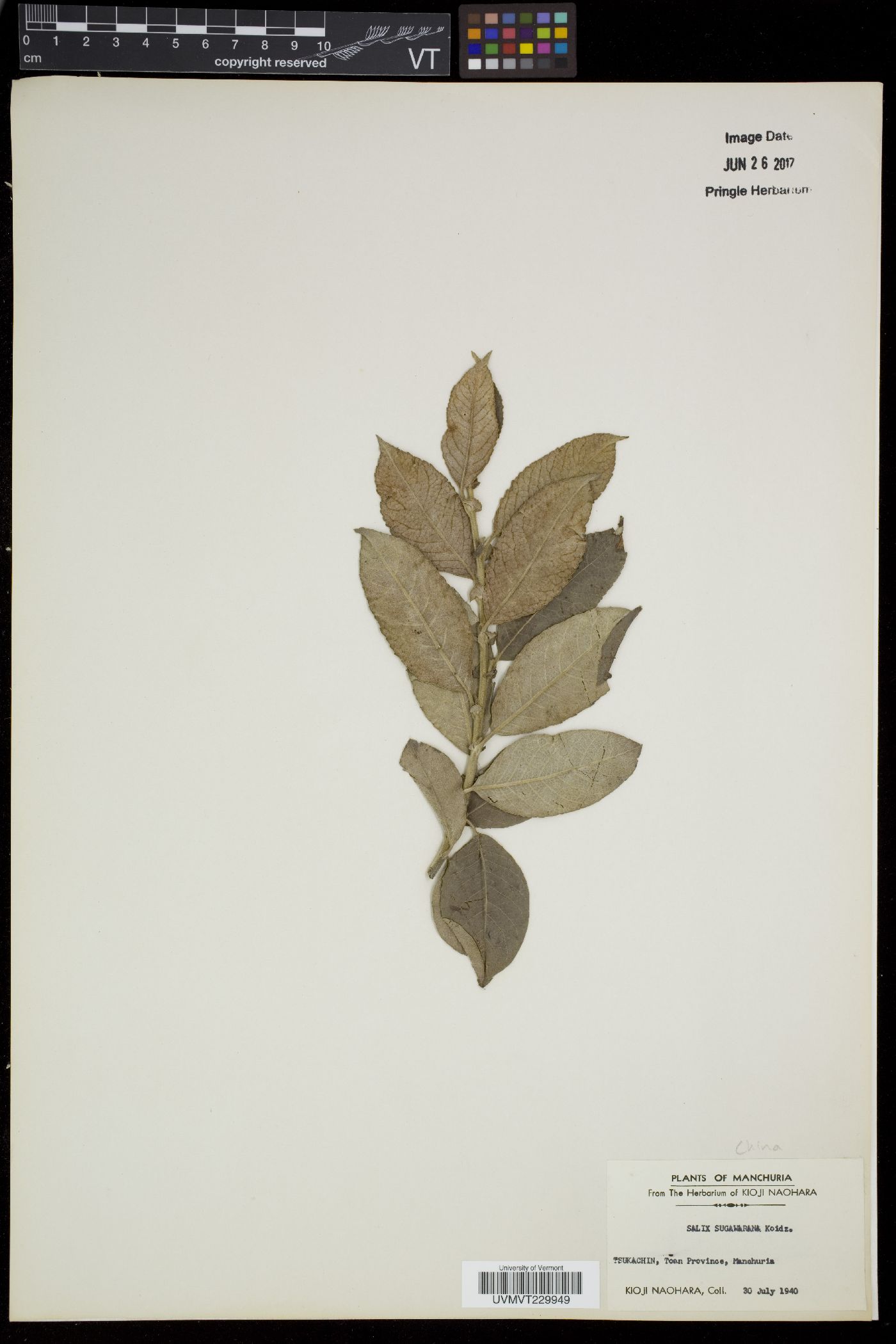 Salix abscondita image