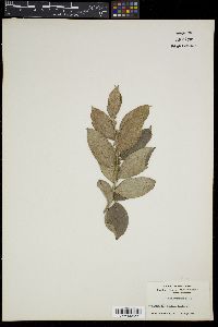 Salix abscondita image