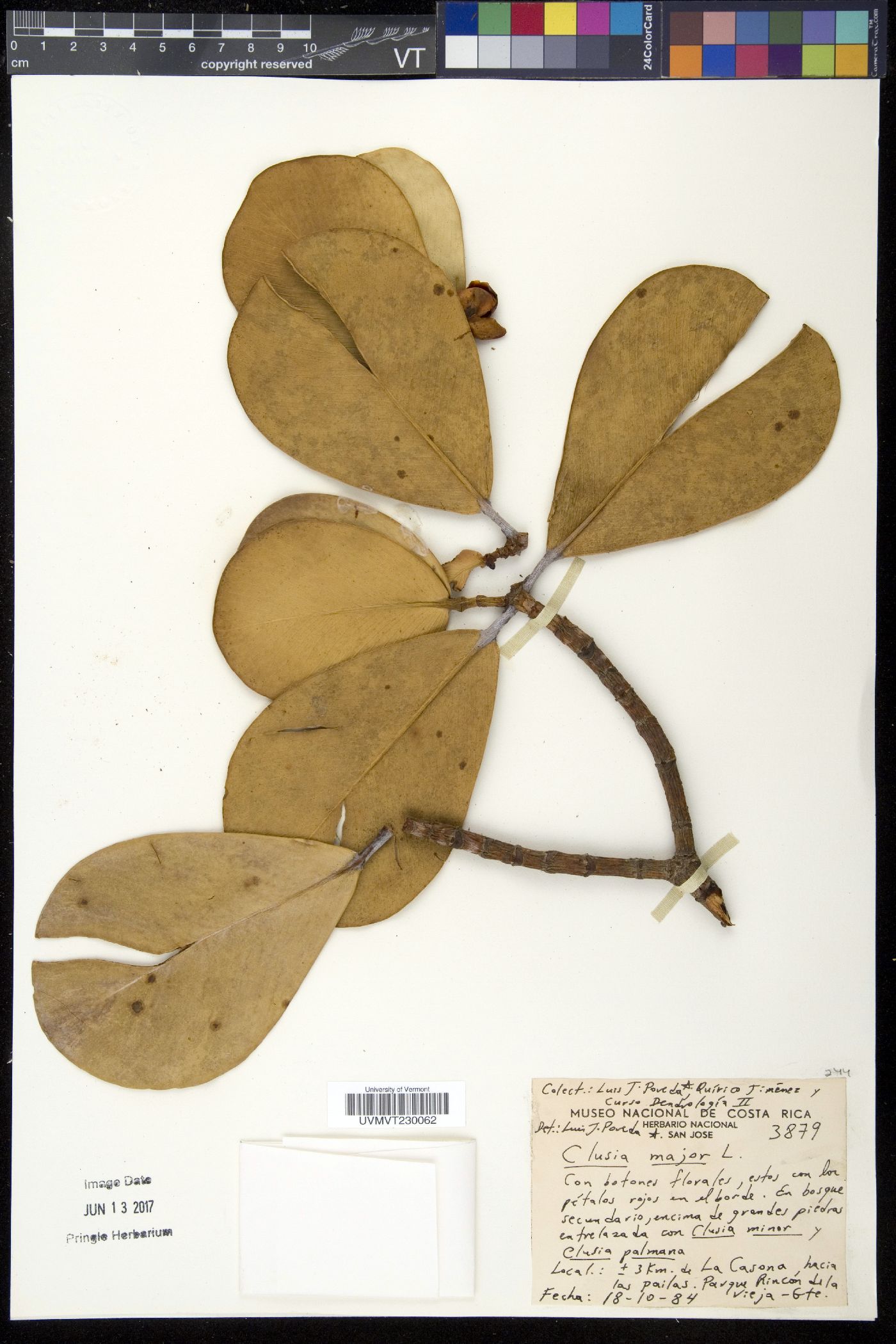 Clusia major image