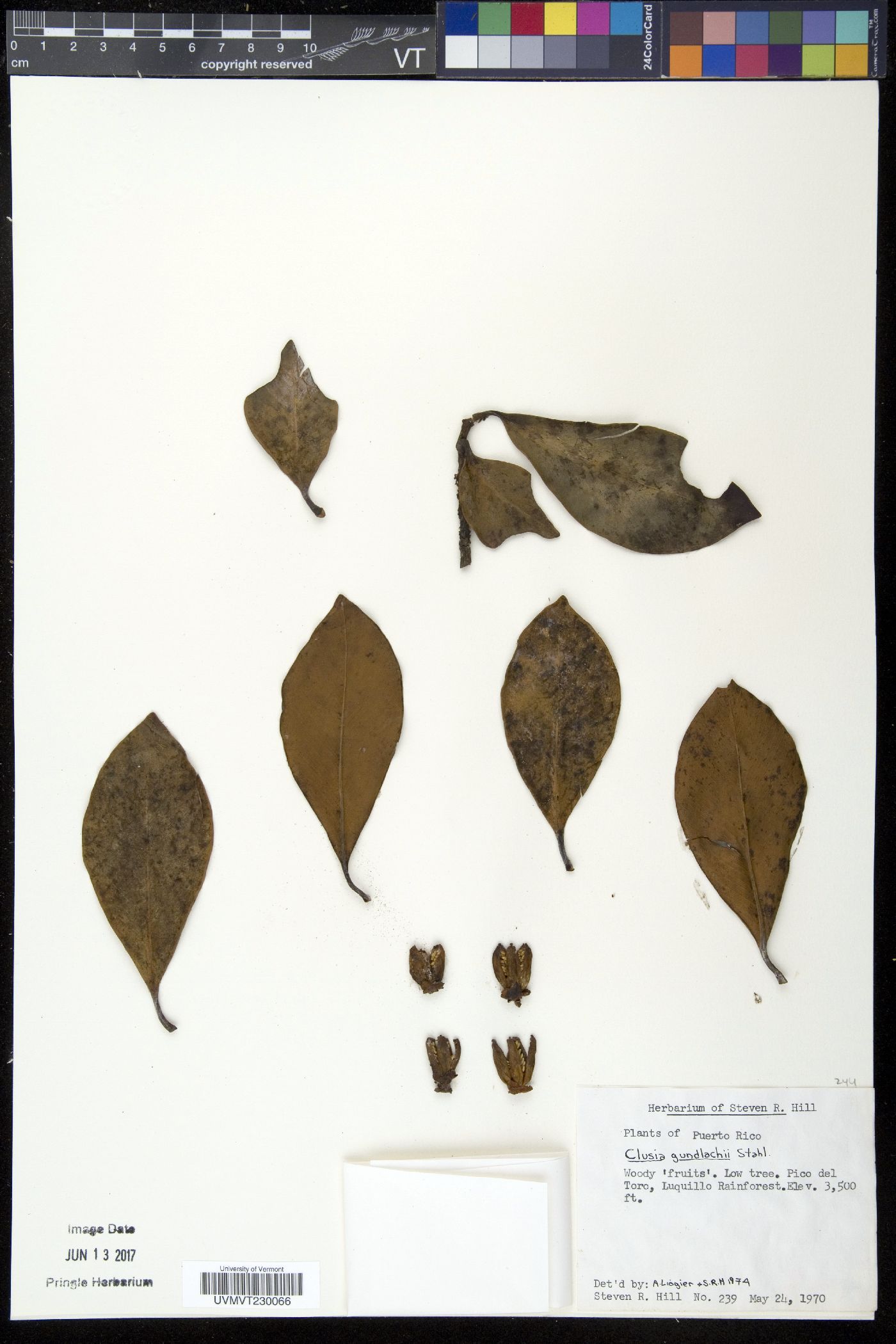Clusia gundlachii image