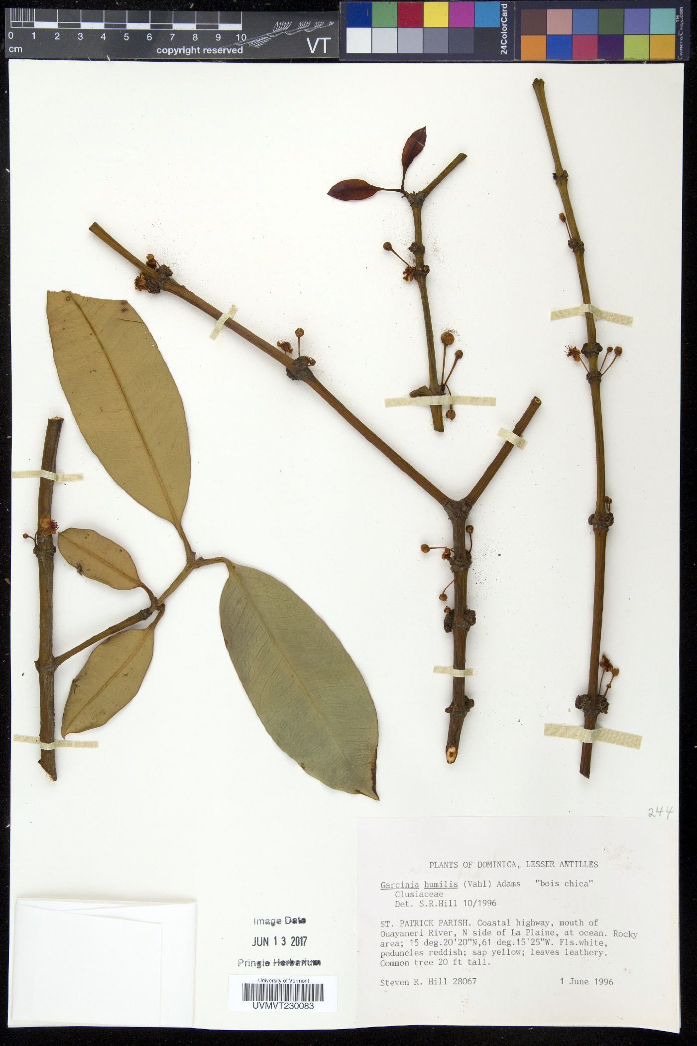 Garcinia humilis image