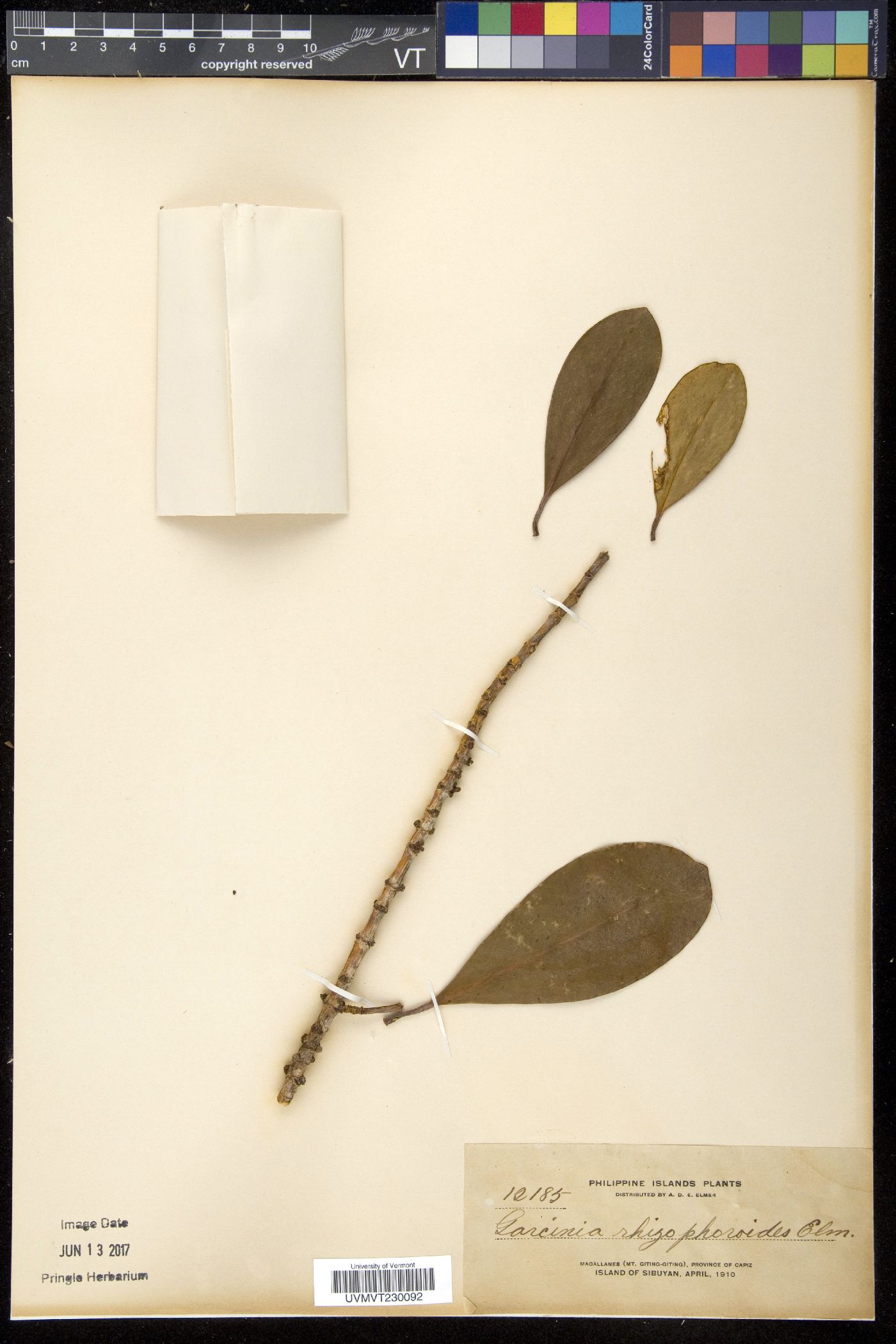 Garcinia rhizophoroides image