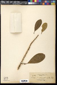 Garcinia rhizophoroides image