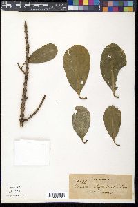 Garcinia rhizophoroides image