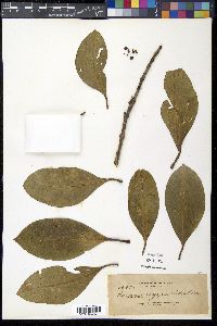 Garcinia rhizophoroides image