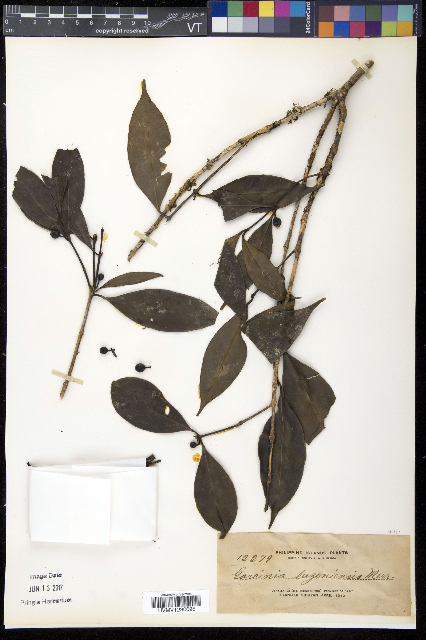 Garcinia luzoniensis image