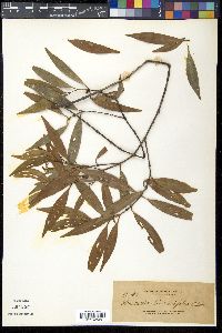 Garcinia linearifolia image