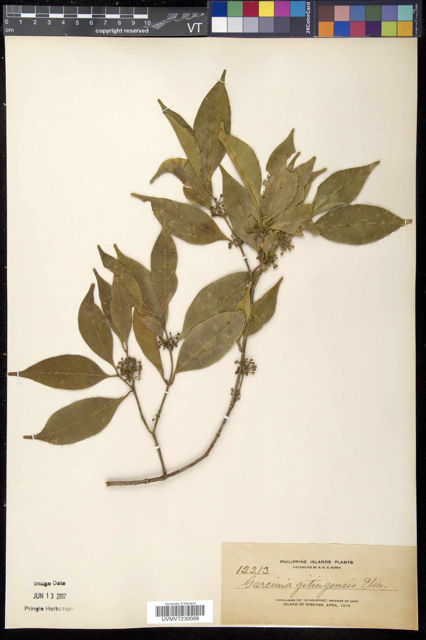 Garcinia brevirostris image