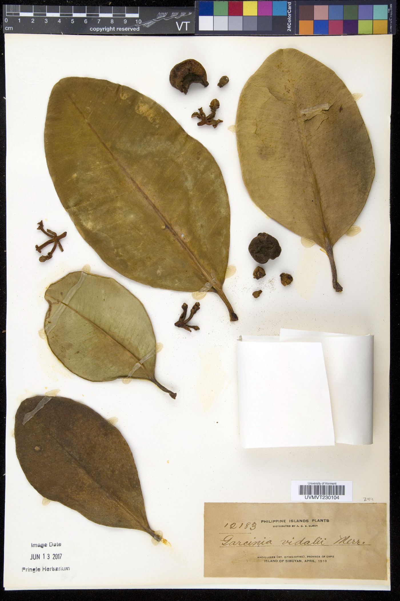Garcinia vidalii image