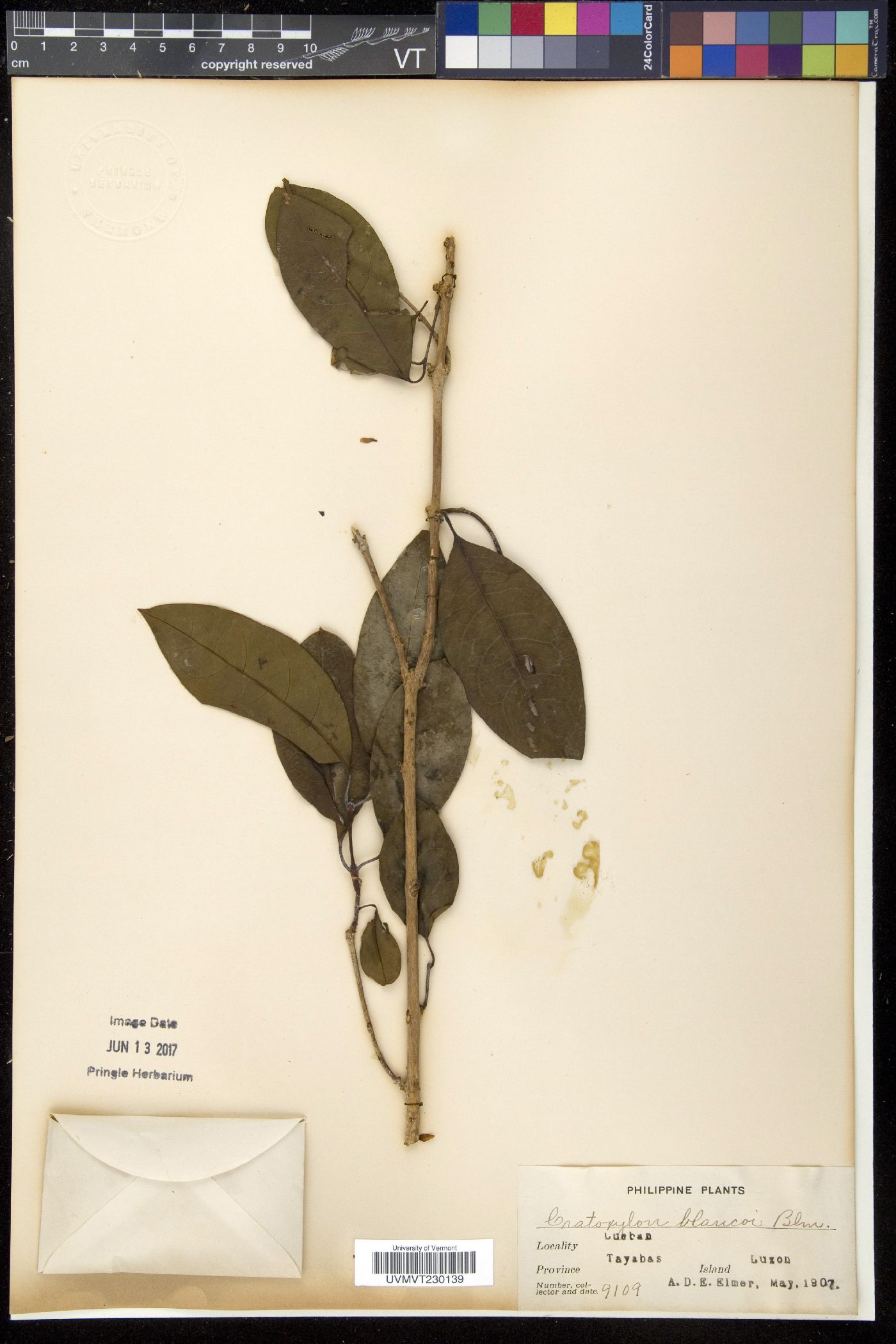 Cratoxylum image