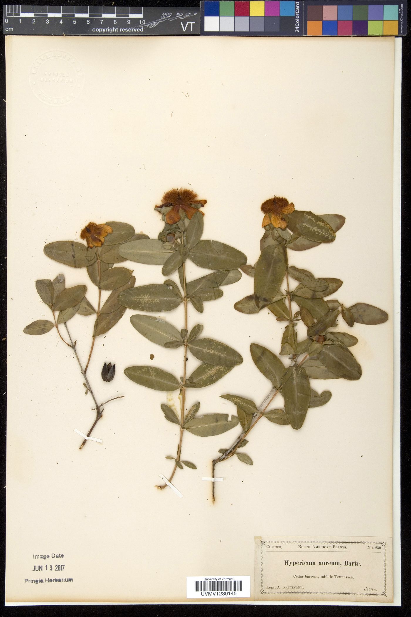 Hypericum aureum image