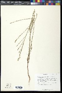 Hypericum drummondii image