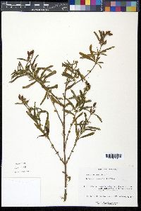 Hypericum prolificum image