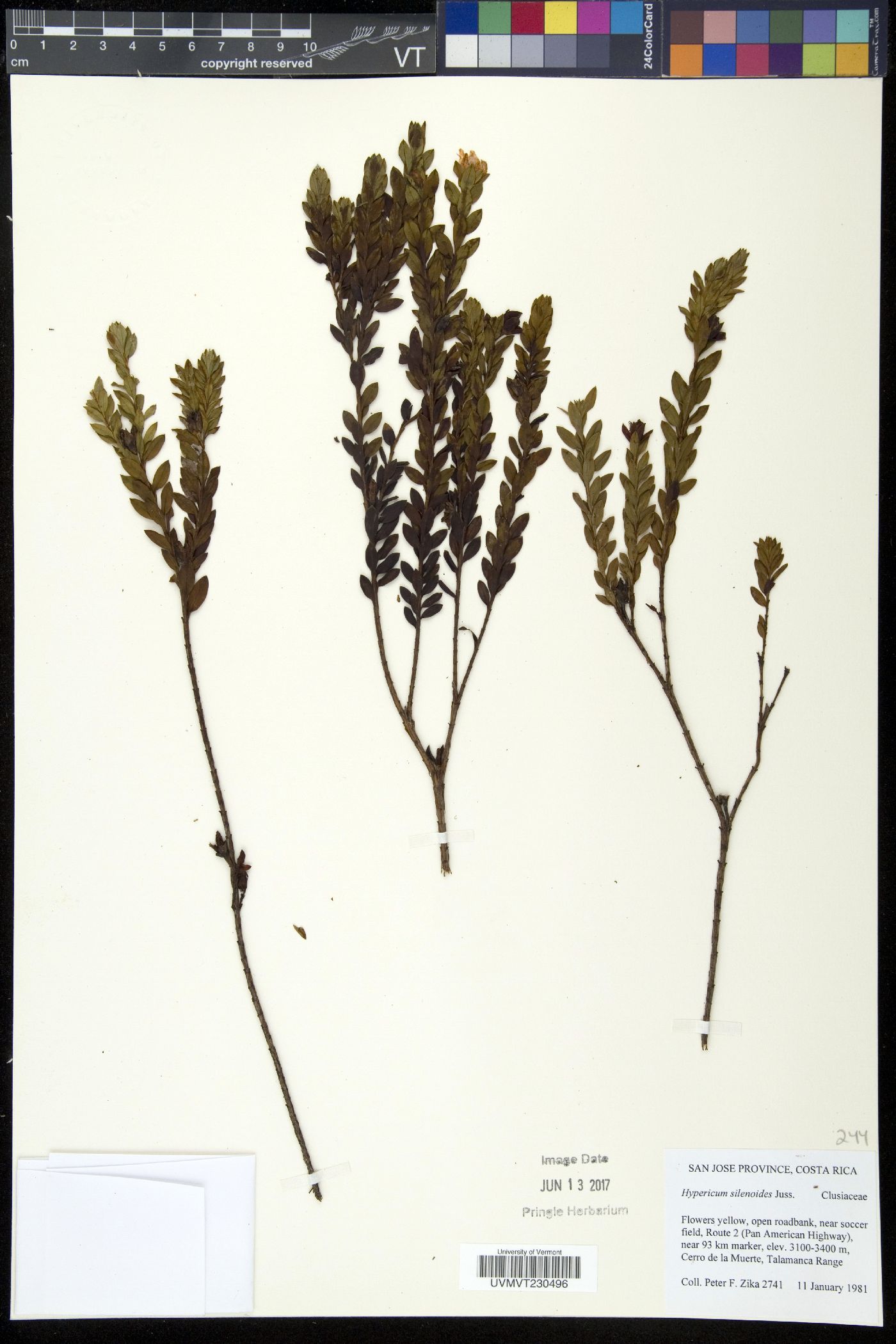 Hypericum silenoides image