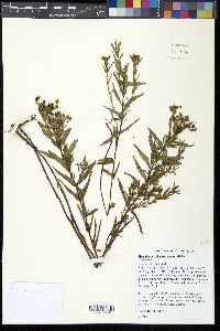 Hypericum sphaerocarpum image