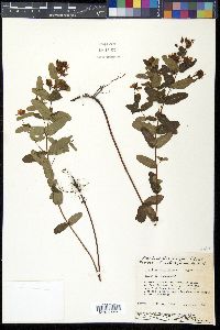 Hypericum virginicum image