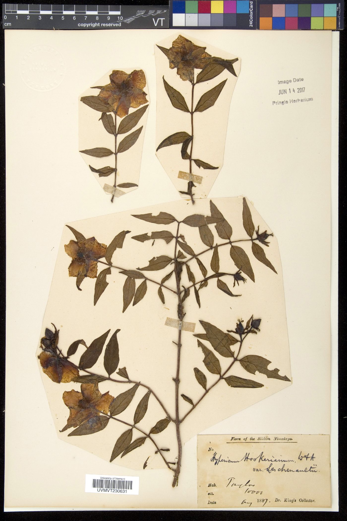 Hypericum hookerianum image