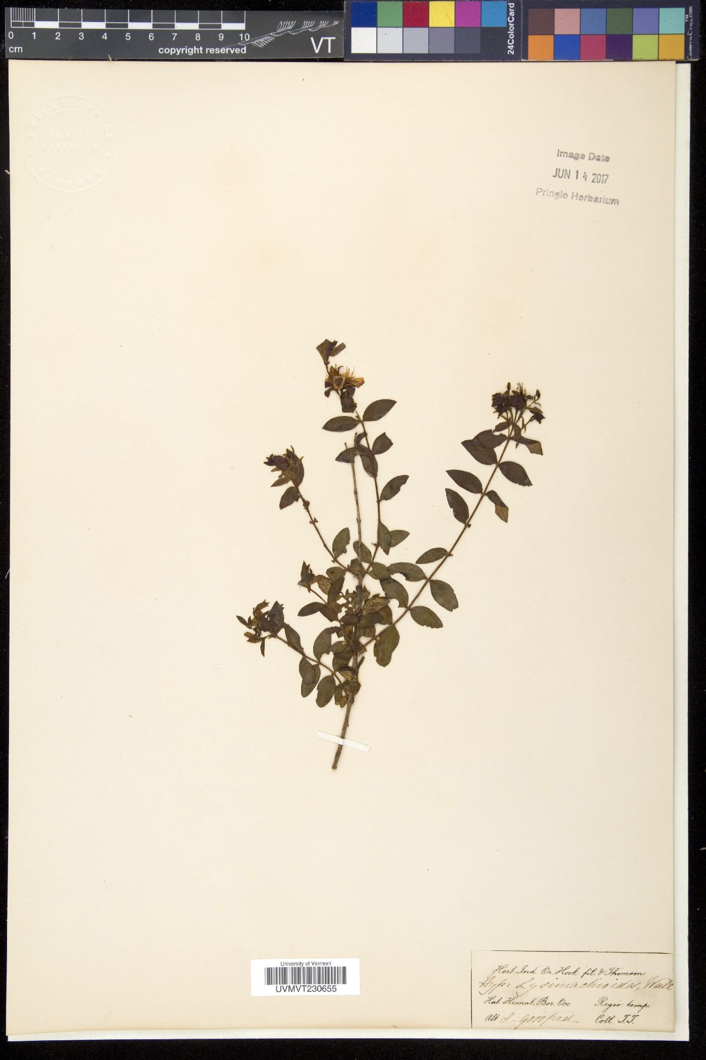 Hypericum lysimachioides image