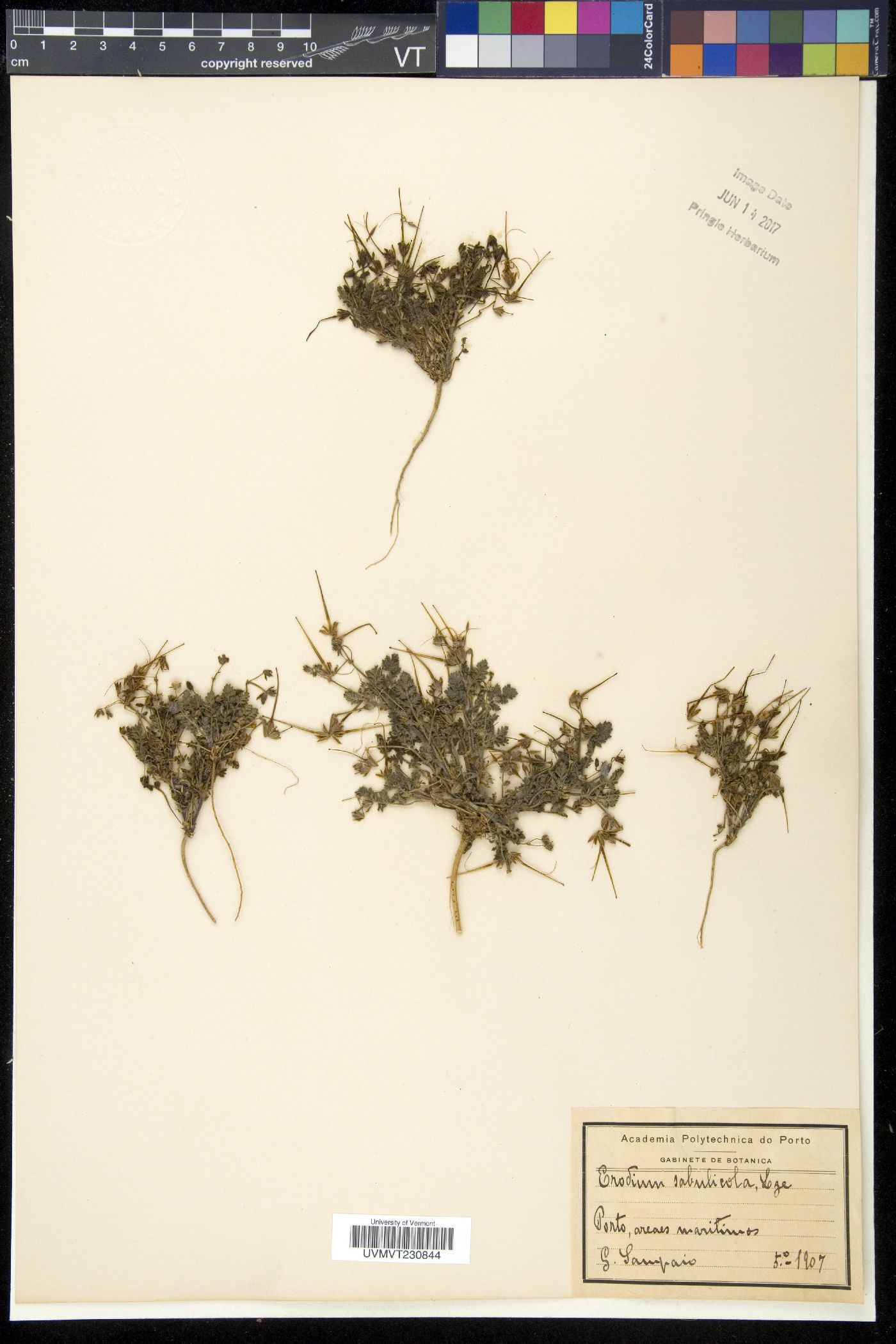 Erodium sabulicolum image