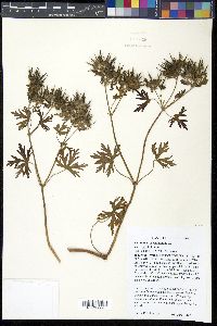 Geranium carolinianum var. carolinianum image