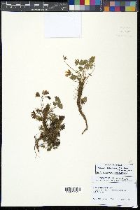 Geranium costaricense image