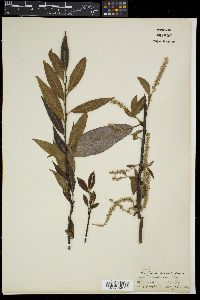 Salix tetrasperma image