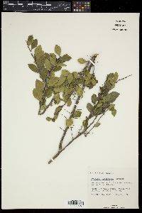 Xylosma buxifolia image