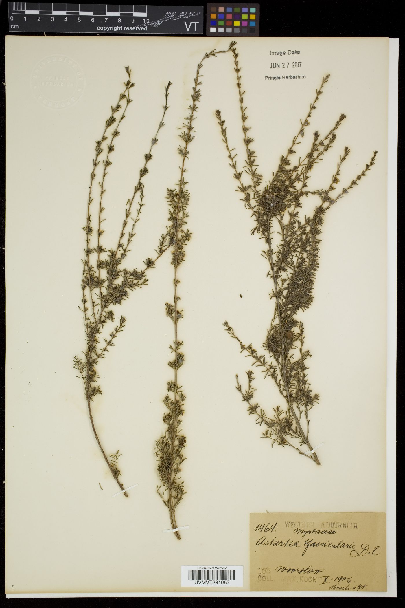 Astartea fascicularis image