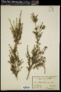 Astartea fascicularis image