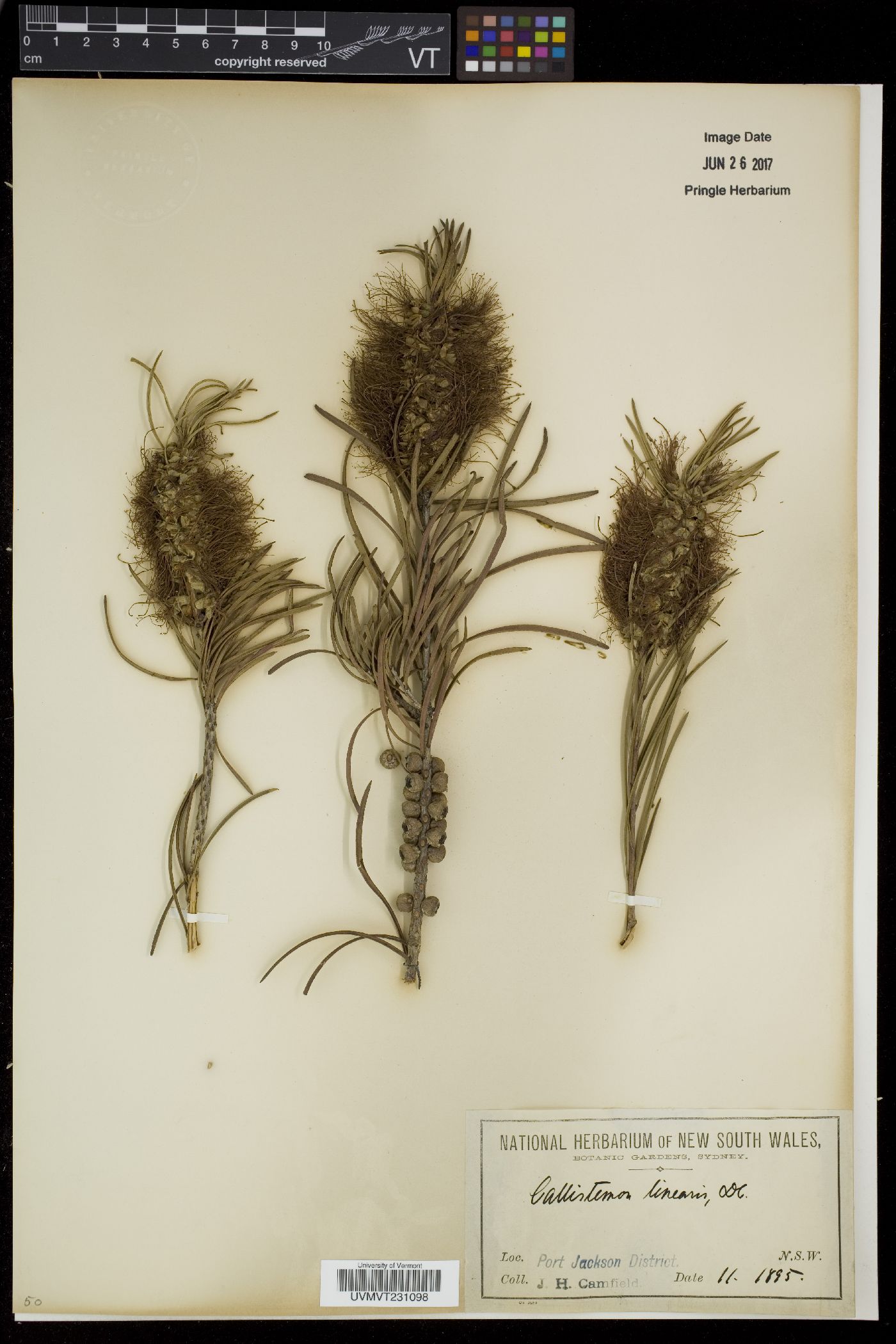 Callistemon linearis image