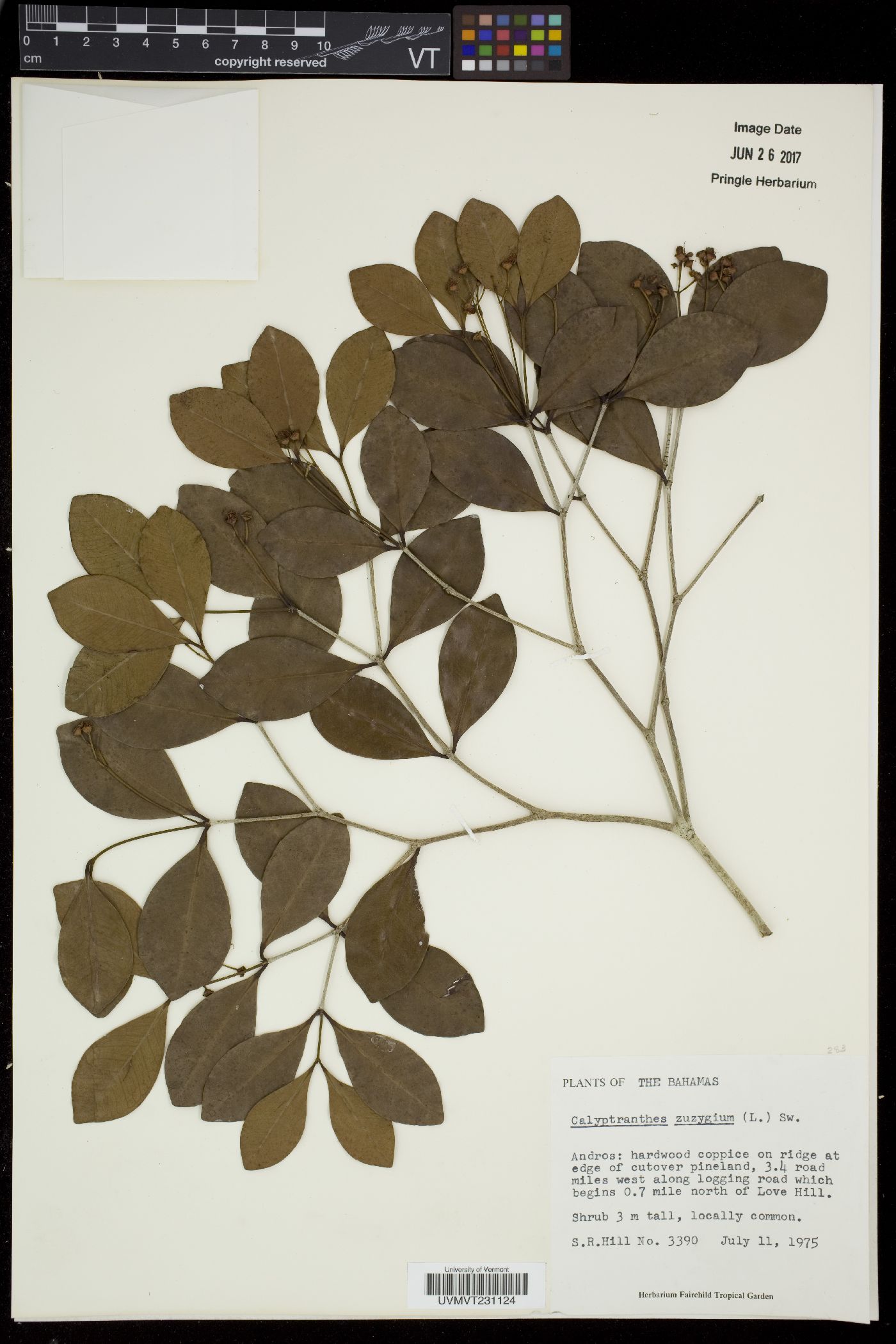 Calyptranthes zuzygium image