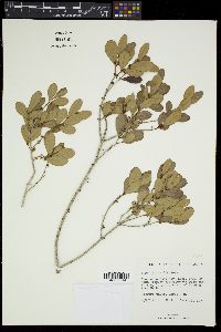 Eugenia foetida image