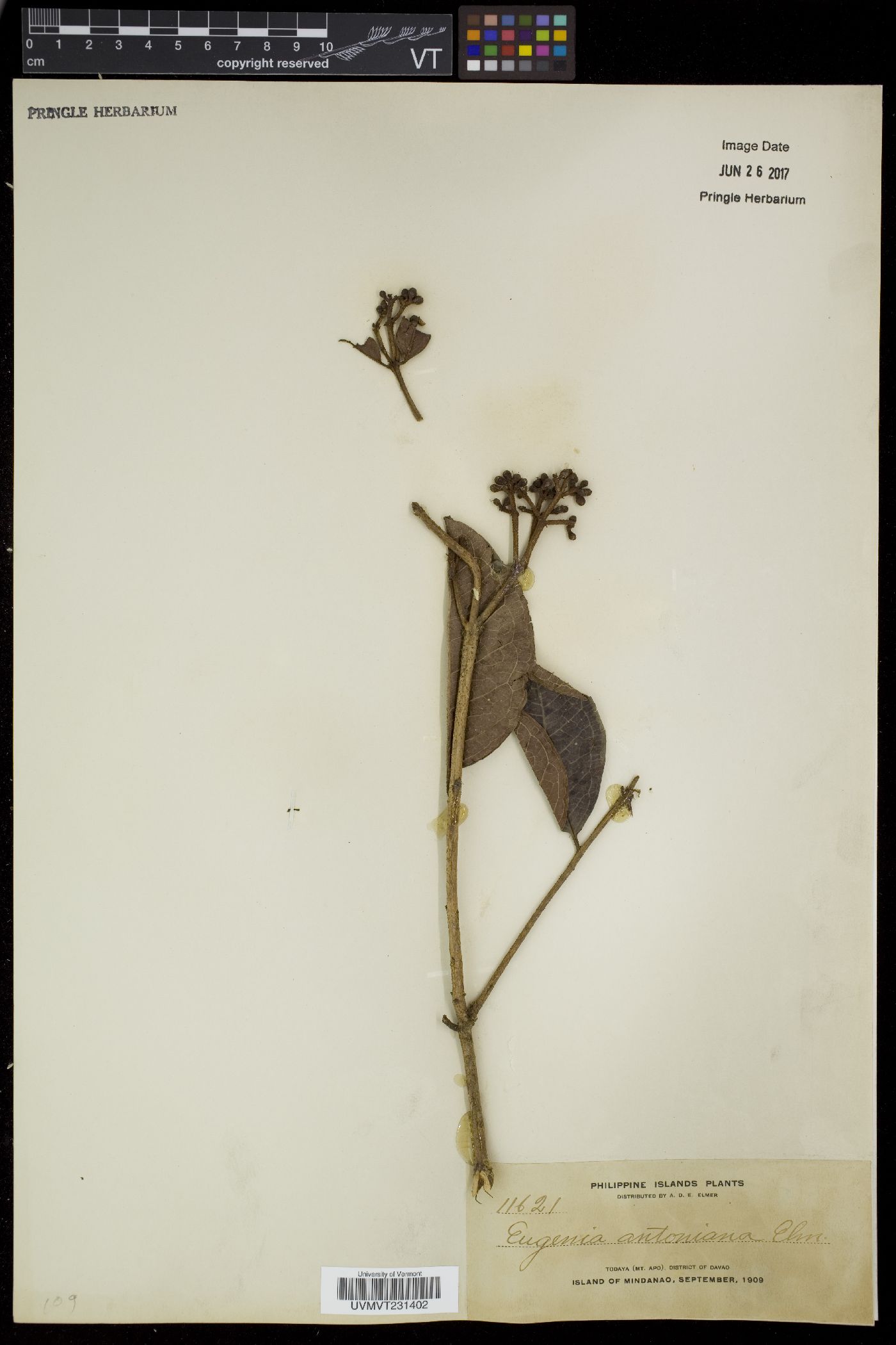 Syzygium antonianum image