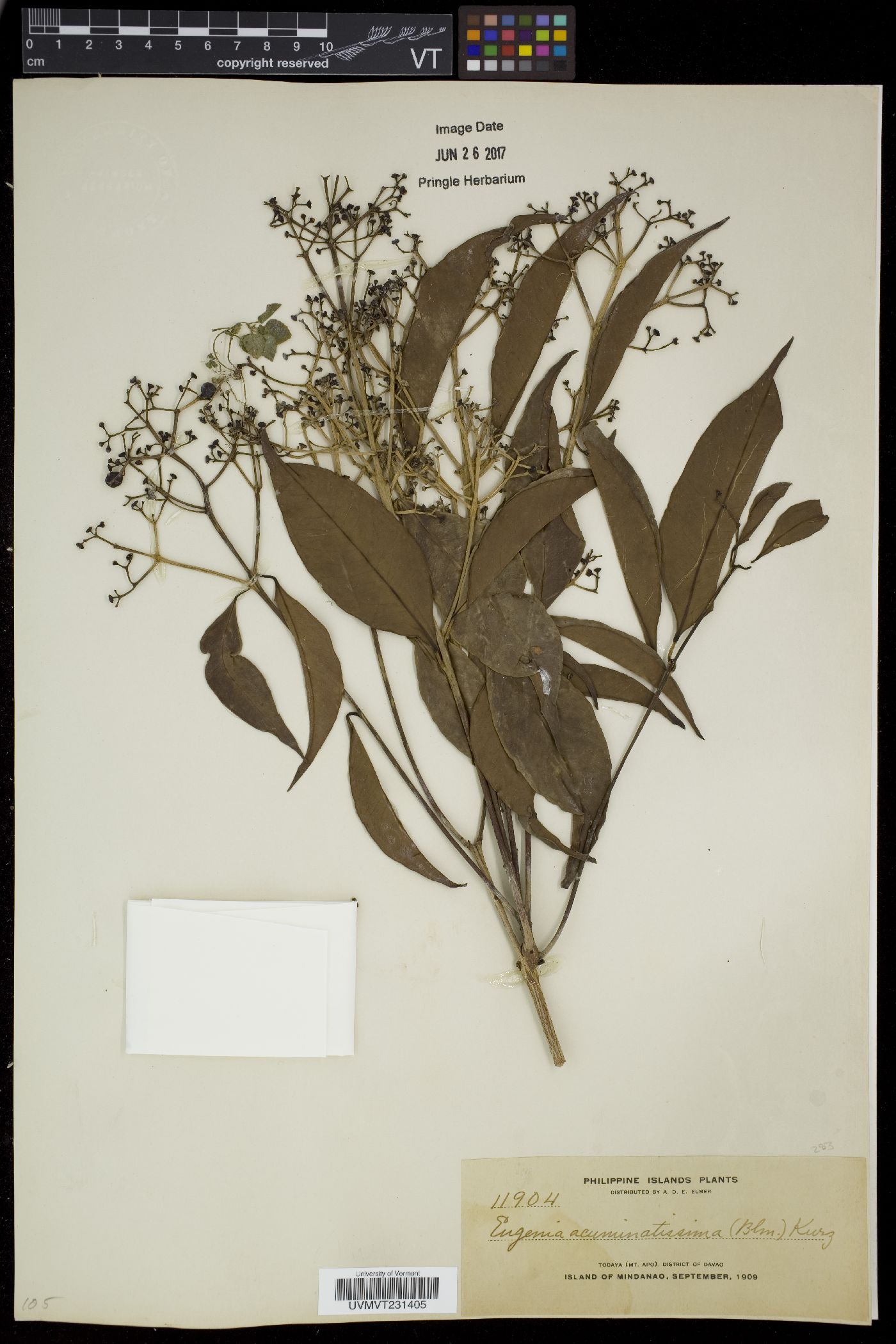 Eugenia acuminatissima image