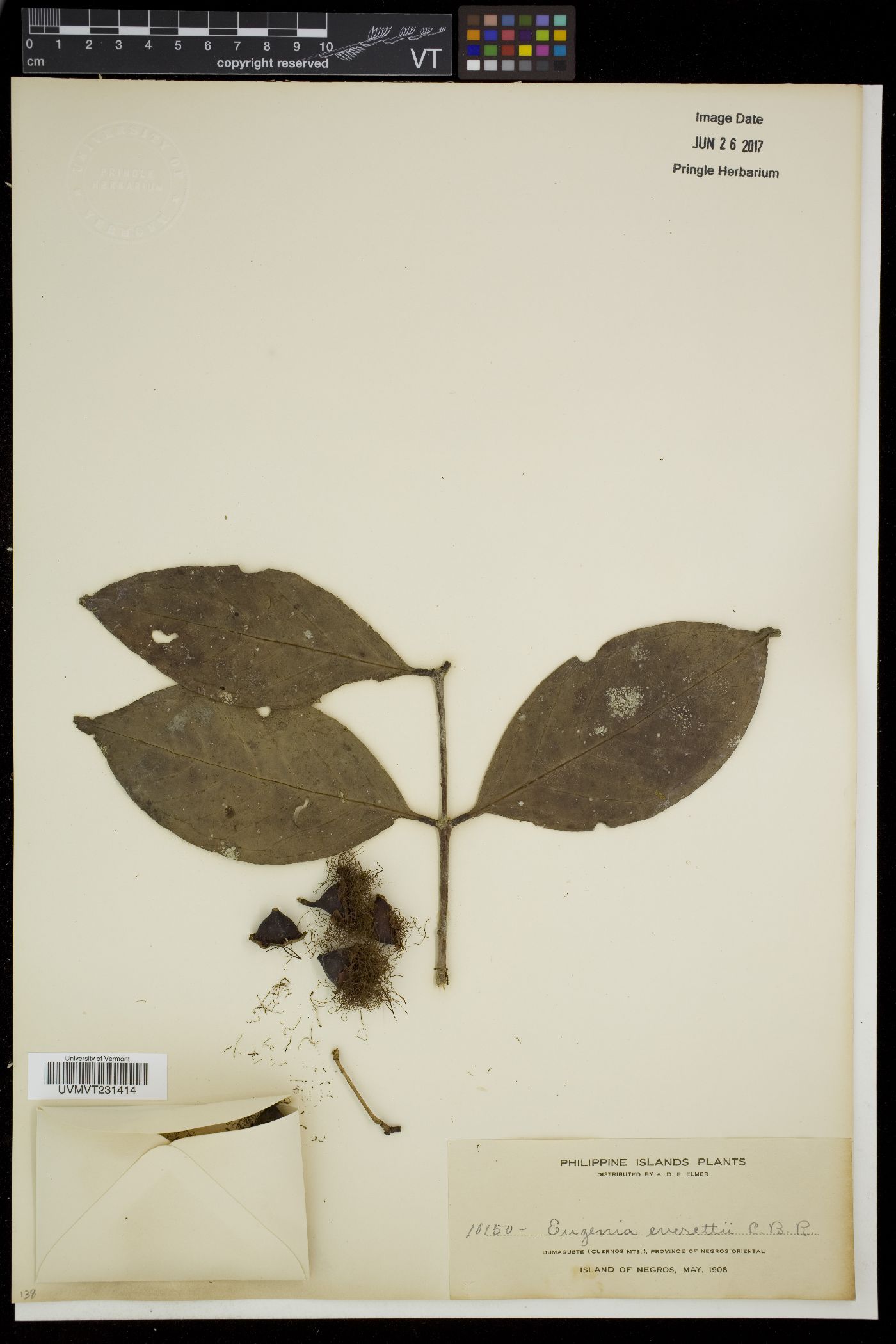 Syzygium everettii image