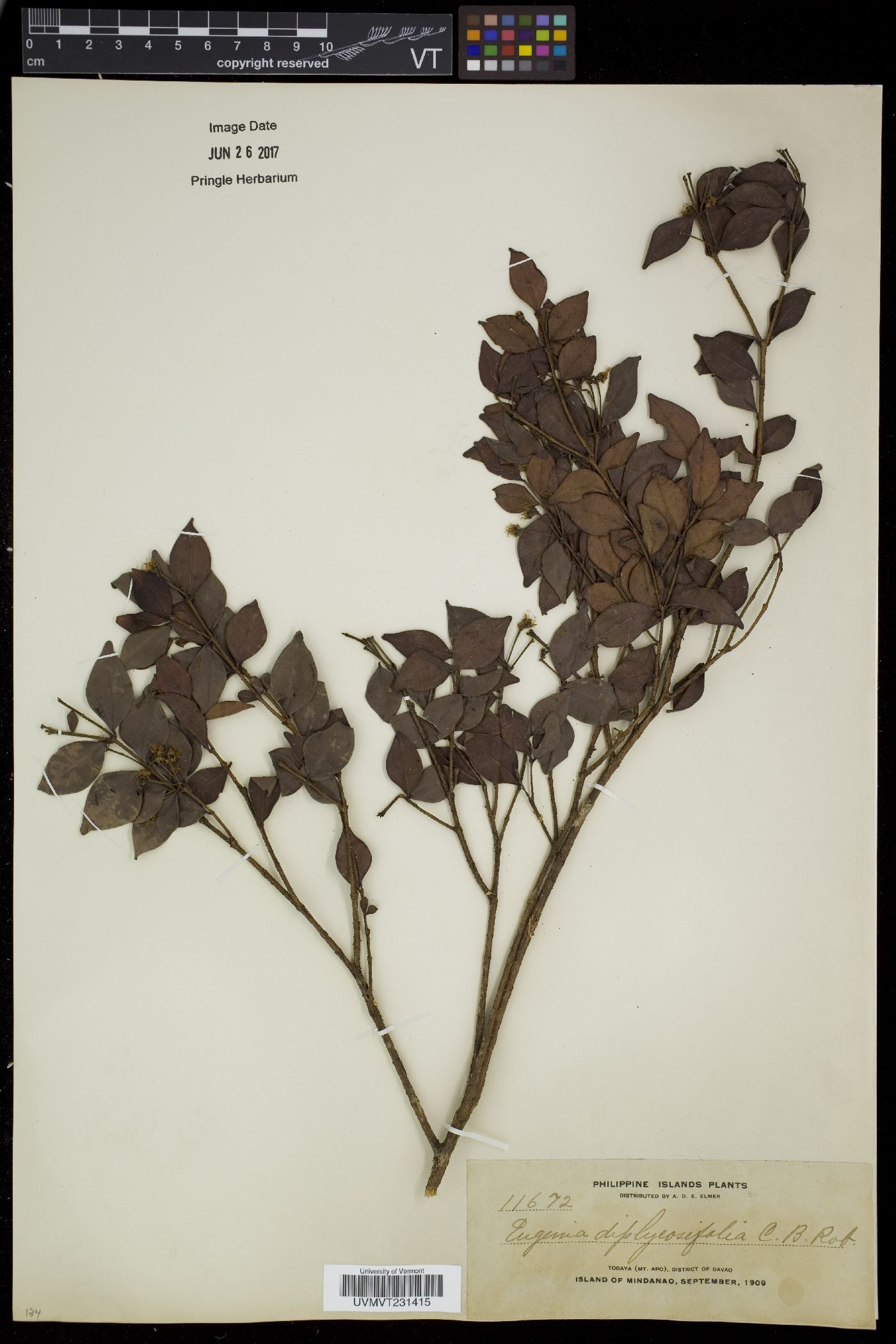 Xanthomyrtus diplycosifolia image