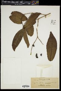Syzygium aqueum image