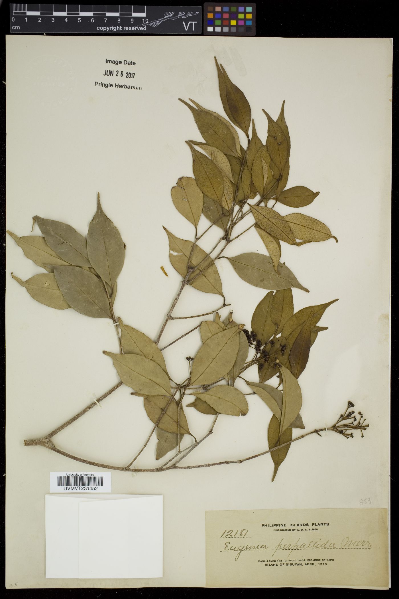 Syzygium pallidum image