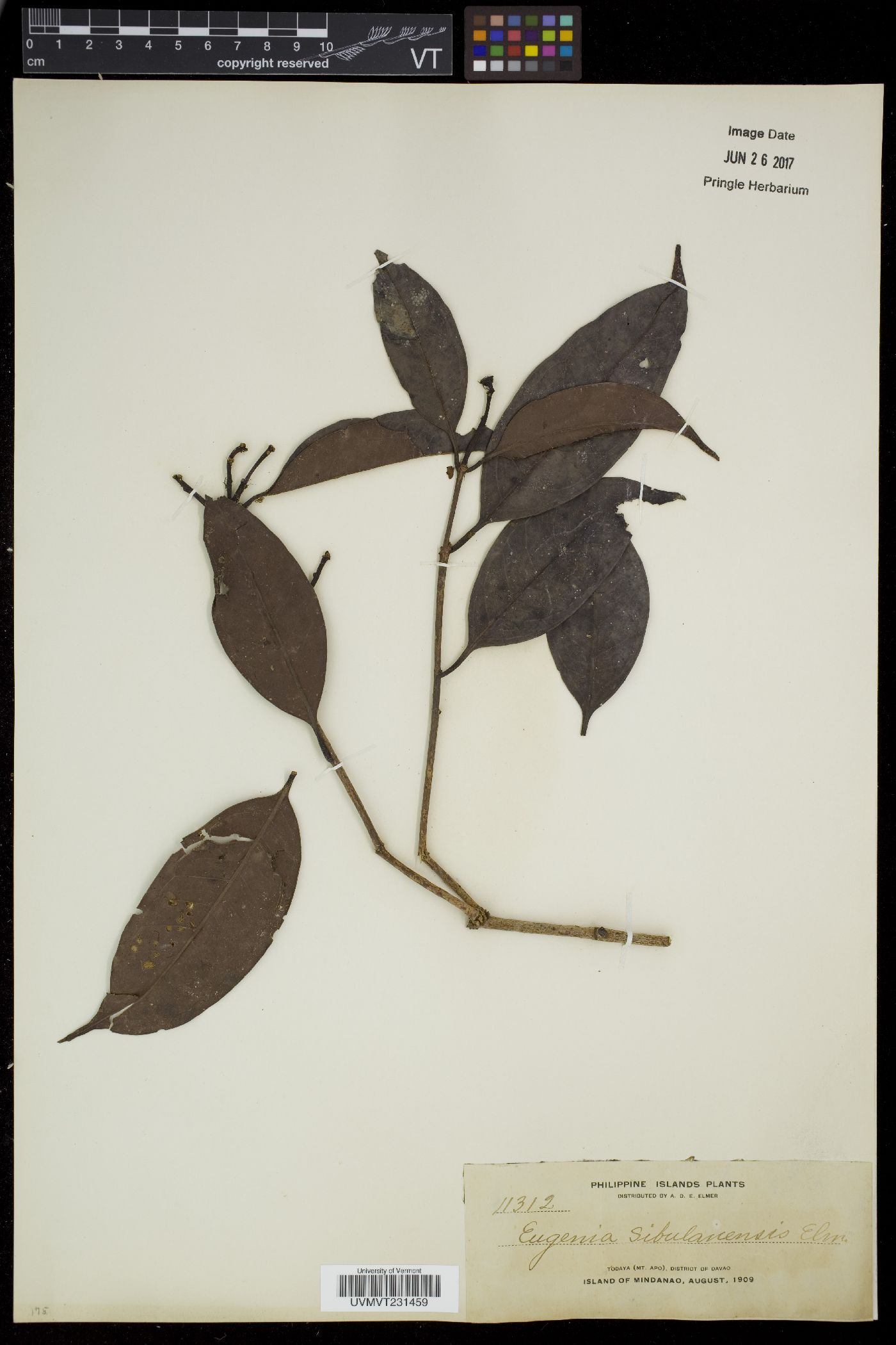 Syzygium arcuatinervium image