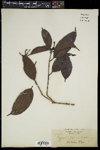 Image of Syzygium arcuatinervium